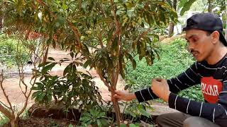 special variety sapotta[chikku]#tree🌳 ഒരു സ്പെഷ്യൽ സപ്പോട്ട മരം