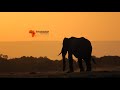 THE GENTLE GIANTS OF AMBOSELI [AFRICAN ELEPHANTS]