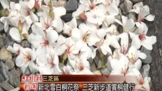 1030425紅樹林有線新聞 新北雪白桐花祭 三芝新步道賞桐健行