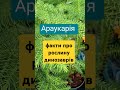 Араукарія рослина часів динозаврів Як виростити вдома plants araucaria nature dinosaur