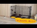 掃除機におびえる生後2ヶ月の柴犬 shiba inu puppy is scared by a vacuum cleaner