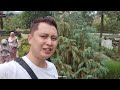 cimory dairy land review cimori resto kuliner makanan jepang di cimory dairy land