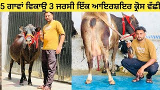 5 cow's available Jersey nd cross|| 5 ਗਾਵਾਂ ਵਿਕਾਊ ਜਰਸੀ#ਆਇਰਸ਼ਇਰ ਕ੍ਰੋਸ ਵੱਛੀ for sale!!