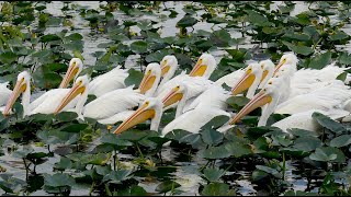 WHITE PELICAN SYNCHRONIZED SWIMMING AT FEEDING TIME