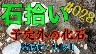 【石拾い No.28】予定外の化石（土岐川：岐阜県瑞浪市）　#石拾い　#stonehunting　#fossil