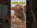 Funny Bachra Video - Funny Bakra - AUFW Vlogs