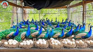 How The PEACOCK Economy Is Farming In China | Peacock Farming Technique | Biggest Peacock Farms