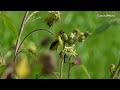 金翅雀 goldfinch birds in sept 4k video nature relaxing bird sounds