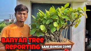 Banyan Bonsai Reporting | Bonsai Tree | Sani Bonsai zone #gardening #garden #plants