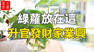 家有綠蘿陰氣重？錯！擺在這些位置，升官發財家業興！#大佬你好啊