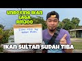 UNBOXING IKAN LAGA RM300 // IKAN LAGA SUPER PADU // SULTAN