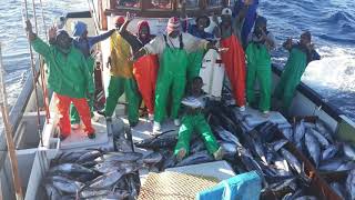 Tuna Pole Fishing - Mfv Puffin 2019-2020