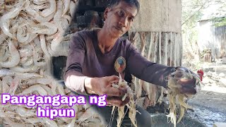 episode 72:pangangapa ng hipon at nanguha naren ng alimango