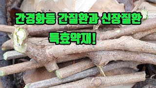 개머루-알콜성 간질환과 간염. 간경화. 간암에 뛰어난 효과! 소변이 붉거나 탁하고 잘나오지 않을때 효능이 있으며, 탁월한 항암 약초