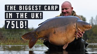 THE BIGGEST CARP IN THE UK! British Record?! 75lb Carp Fishing MONSTER! Mainline Baits Carp Fishing
