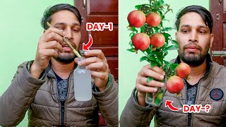 Anar ki Cutting kaise lagaen | anar ki kalam lagane ka tarika | Pomegranate from Cuttings #gardening