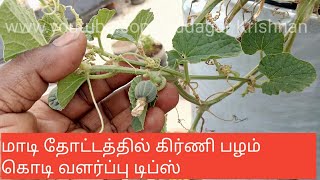 மாடி தோட்டத்தில் கிர்ணி பழம் வளர்க்கணுமா? இந்த வீடியோவை பாருங்கள்.