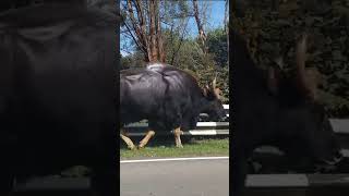 Muscular Bison Close Encounter/ காட்டு மாடு#Ooty #Kotagiri #nilgirisdistrictnews