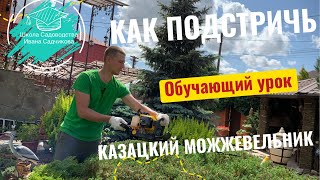 Стрижка казацкого можжевельника