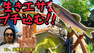 【池作りpart5】肉食魚が棲む10,000円池に色んな生き物をぶち込んでみたSP 庭池フェンス完成編