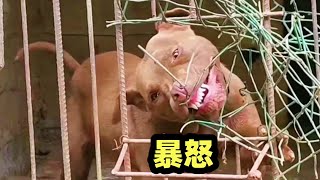 斗犬比特爱咬人吗？面对陌生人的大棍子比特犬表现惊人