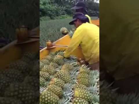 Pineapple Harvesting Youtube