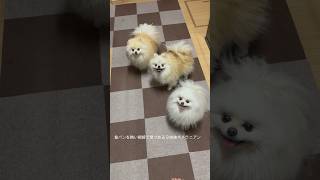 食パンを熱い視線で見つめる３姉妹ポメラニアン#pomeranian