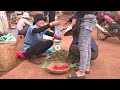 harvesting red michelia tonkinensis doi doi fruit go to the market sell harvesting farm produce