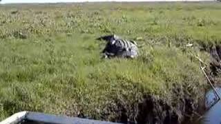 Huge Florida Alligator Hissing at Tourists!!!