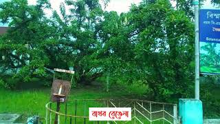 Bakhar Bengena Tree at Bokota Sivasagar