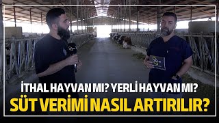 Süt Verimi Nasıl Artırılır? / İthal Hayvan Mı? Yerli Hayvan Mı?