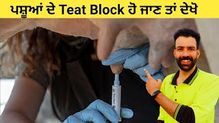 Teat blockage | ਪਸ਼ੂਆਂ ਦੇ ਥਣ block ਹੋ ਜਾਣ ਤਾਂ ਕੀ ਕਰੀਏ ਦੇਖੋ | Kitta khetibadi Dairy farm