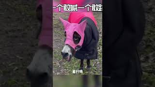 动物搞笑视频，乌龟，狗狗，大猩猩，猫咪。videos graciosos de animales，animal funny video