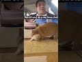 ਬਿੱਲੀ ਚਲਾਕ ਆ 😃😃 youtubeshorts funny cat catlover cats