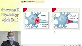 PHYL 141 | Nervous System | Neurotransmitter Inactivation