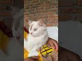 Cuma beli kulkas aja sombong #anabulku #cat #catlover #fypシ゚viral #kucing