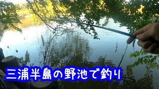 Explore the ponds of the Miura Peninsula! !