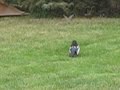 long tailed magpie in calgary