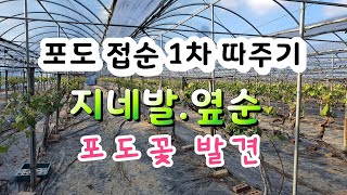 포도접순따주기.포도지네발.옆순따주기  포도꽃발견