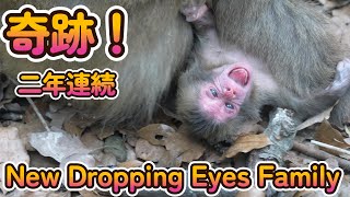 【赤ちゃん・ニホンザル・４K動画】奇跡！　New Dropping Eyes Baby