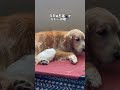 お昼寝💤　　　 ゴールデンレトリバー ゴールデンレトリバーのいる生活 しばいぬ 柴犬との暮らし こねこ 犬と猫 癒し 癒しのペット動画 アメリカ生活 shorts