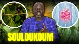 Ndiarignou Souloukoum - Vertus du Bridelia Micrantha - Pr Ousmane Ndiaye @LansarrTV