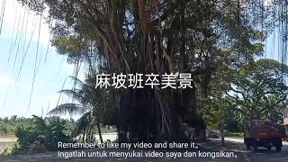 旅游节目 麻坡班卒也有百年树美景 旅游景点 马来西亚麻坡班卒 Travel johor muar panchor (Panchor Great view)