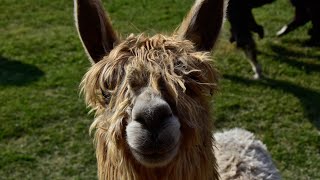 Alpacas in Chile