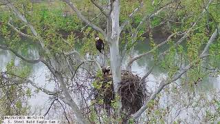 USS Bald Eagle Cam 2 4-29-23 @ 6:52  Irvin brings in big Palomino trout