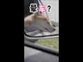 狗狗晕车如何训练？#狗 #dog #晕车