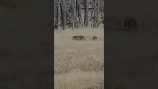 Wild Wonders | Animals of Yellowstone National Park #yellowstonenationalpark #shorts #youtube