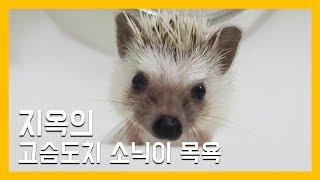 지옥의 고슴도치 소닉이 목욕