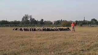 Zizi, the pumi girl is herding 200 sheep