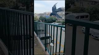 【ポイ捨て→逃走‼️はカラスのやること　人間は真似してはいけませぬ】#啓発動画？　Crow throws away garbage and runs away　#shorts #ボンドウ